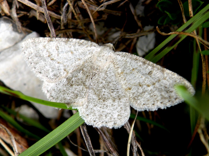 Geometridae